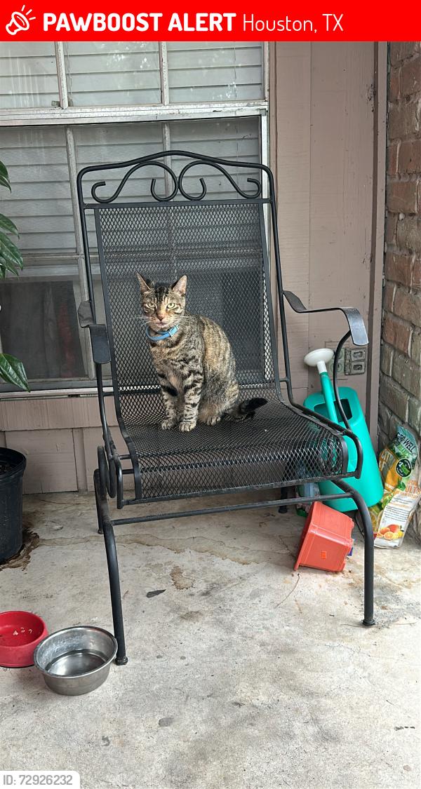 Lost Female Cat last seen Near Old Mill Ln & FM 1960, Houston, TX 77073