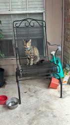 Lost Female Cat last seen Near Old Mill Ln & FM 1960, Houston, TX 77073
