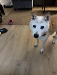 Reunited Male Dog last seen Behind prospect, Oakland Park, FL 33334