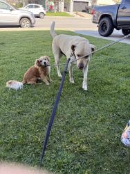 Found/Stray Male Dog last seen Baseline and Almeria , Fontana, CA 92336
