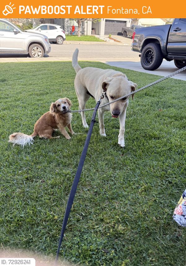 Found/Stray Male Dog last seen Baseline and Almeria , Fontana, CA 92336