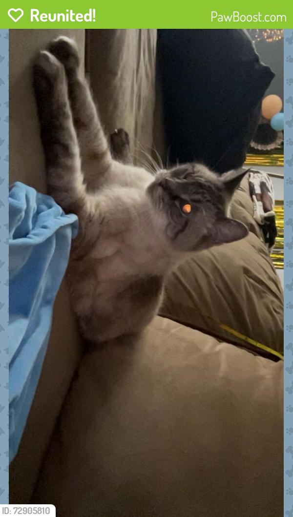 Reunited Male Cat last seen Oxford & Proudfoot, London, ON N6H 4S1