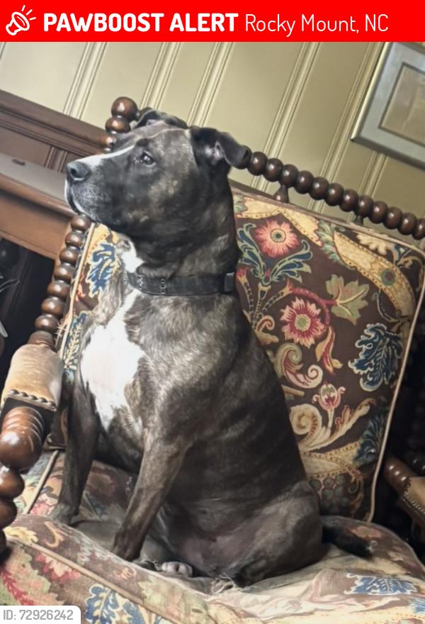 Lost Female Dog last seen Hawthorn Road, Rocky Mount, NC 27804