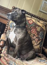 Lost Female Dog last seen Hawthorn Road, Rocky Mount, NC 27804
