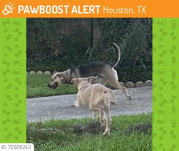Found/Stray Unknown Dog last seen Blairmont , Houston, TX 77062