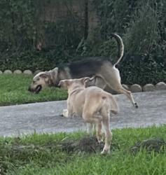 Found/Stray Unknown Dog last seen Blairmont , Houston, TX 77062