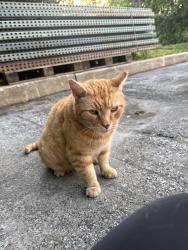 Found/Stray Female Cat last seen In the lot next to BJs/Petsmart/Wegmans, Downingtown, PA 19335