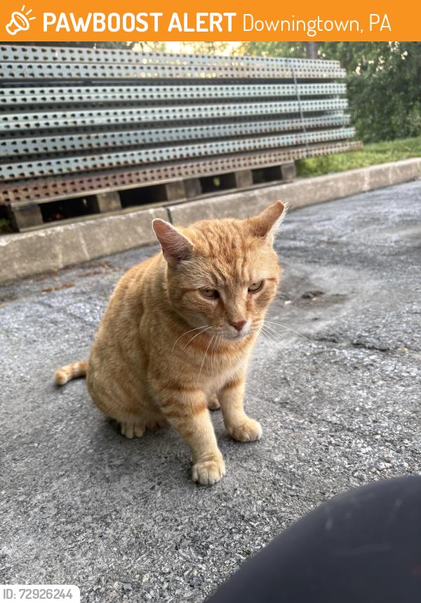 Found/Stray Female Cat last seen In the lot next to BJs/Petsmart/Wegmans, Downingtown, PA 19335
