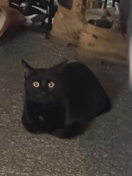 Reunited Male Cat last seen High St and Green St Somersworth, NH, Somersworth, NH 03878