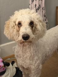 Reunited Female Dog last seen Near Richardson Rd, Box Springs, GA 31801, USA, Box Springs, GA 31801