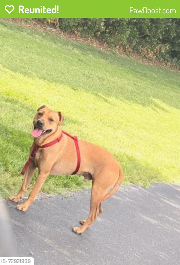 Reunited Male Dog last seen Thomas Arnold Road, Zebulon, NC 27597