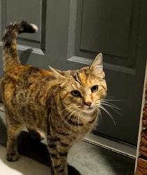 Reunited Female Cat last seen Sanderson and Cypress, Throop, PA 18512