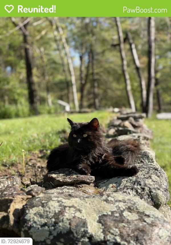 Reunited Female Cat last seen Near south eagle street, Plymouth, CT 06786