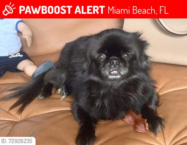 Lost Female Dog last seen Near MARSEILLE DR Miami Beach, FL 33141, Miami Beach, FL 33141