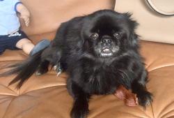Lost Female Dog last seen Near MARSEILLE DR Miami Beach, FL 33141, Miami Beach, FL 33141
