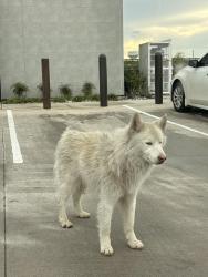 Found/Stray Unknown Dog last seen I35W , Fort Worth, TX 76244