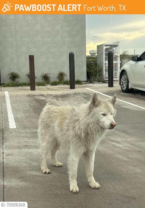 Found/Stray Unknown Dog last seen I35W , Fort Worth, TX 76244