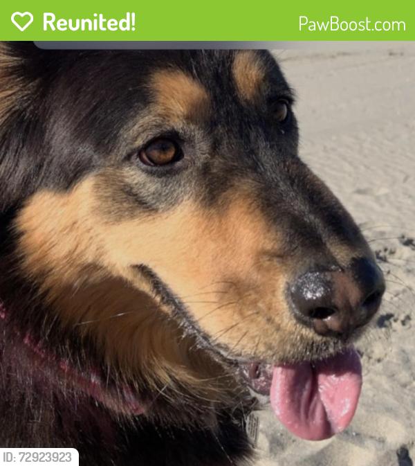 Reunited Female Dog last seen Near E Indian Rock Rd, Vista, CA 92084, USA, Vista, CA 92084