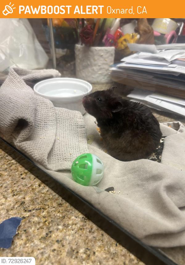 Found/Stray Unknown Other last seen Moonlight park/flathead river st, Oxnard, CA 93036