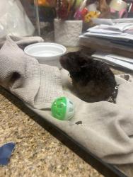 Found/Stray Unknown Other last seen Moonlight park/flathead river st, Oxnard, CA 93036