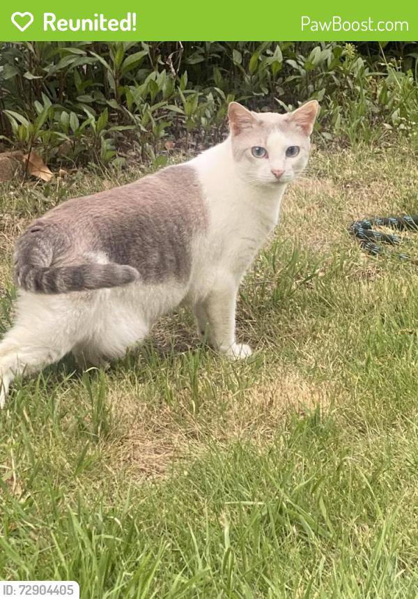 Reunited Female Cat last seen Highway 5 , Fairview, TX 75069