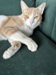 Lost Male Cat last seen 112&412, Springdale, AR 72762
