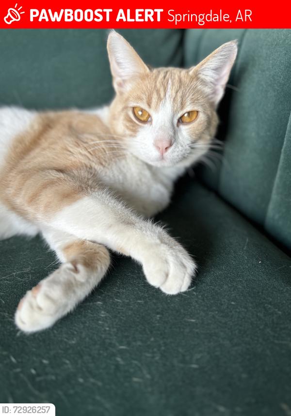Lost Male Cat last seen 112&412, Springdale, AR 72762