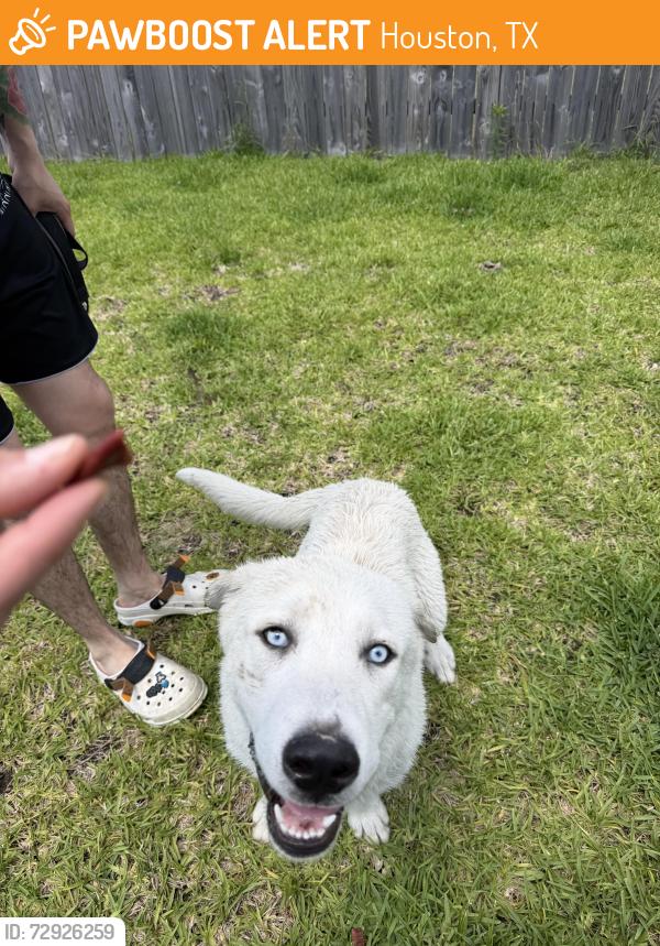 Found/Stray Male Dog last seen Little York st, Houston, TX 77016
