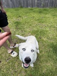 Found/Stray Male Dog last seen Little York st, Houston, TX 77016