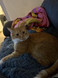 Reunited Female Cat last seen Brooklyn blvd and 69th Ave at willow lane park, Minneapolis, MN 55429