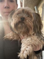 Reunited Female Dog last seen Gendreau ave, Winnipeg, MB R3V 1C9