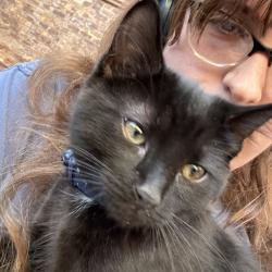 Found/Stray Male Cat last seen lakeshore dr and bellevue pl, Chicago, IL 60611