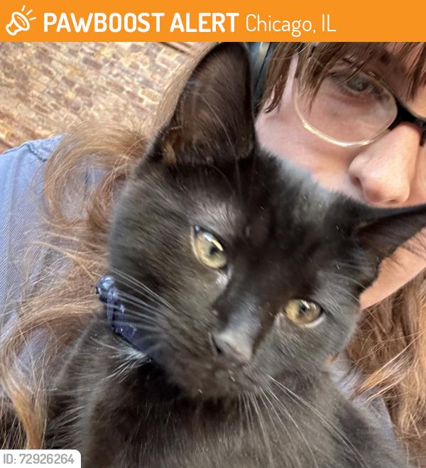 Found/Stray Male Cat last seen lakeshore dr and bellevue pl, Chicago, IL 60611