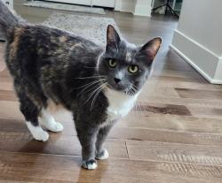 Lost Female Cat last seen Near 85th Pl W, Edmonds, WA , Edmonds, WA 98026