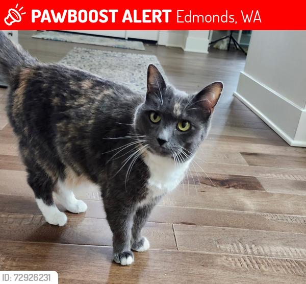 Lost Female Cat last seen Near 85th Pl W, Edmonds, WA , Edmonds, WA 98026