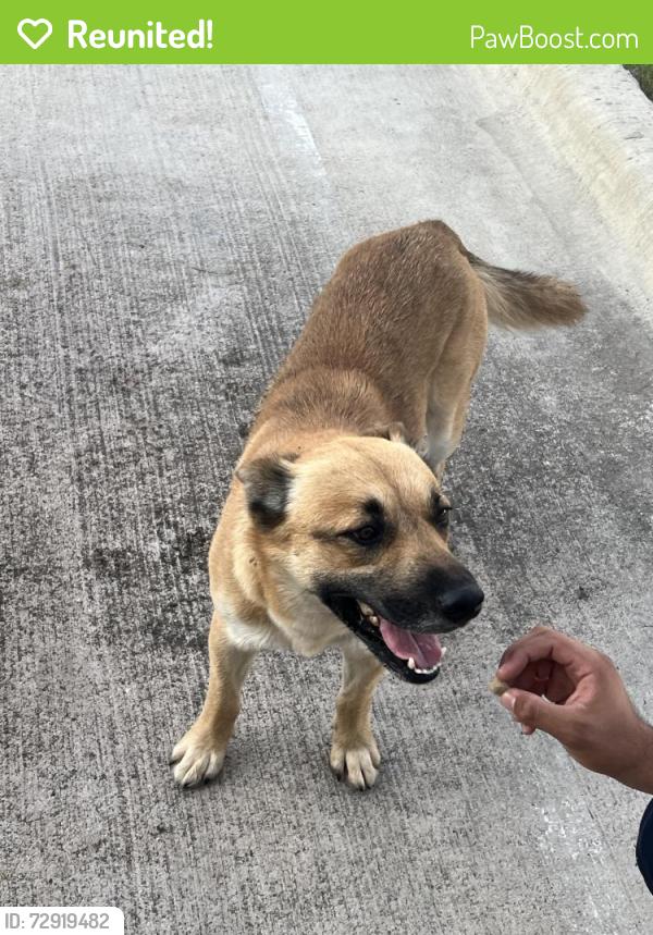 Reunited Male Dog last seen Near genome drive bld 4, Manor, TX 78653