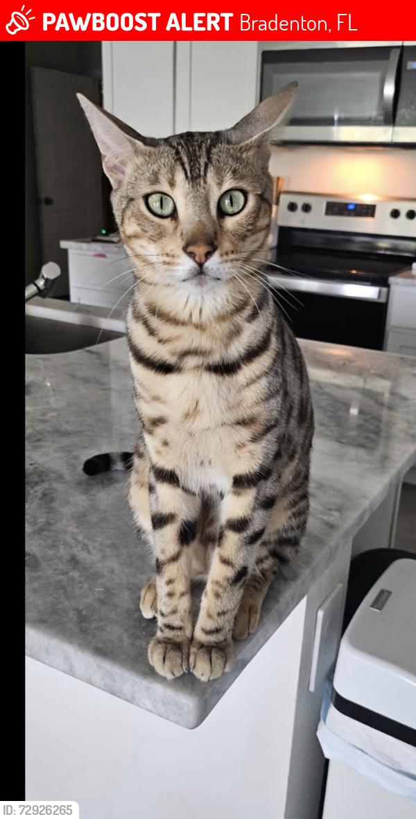 Lost Male Cat last seen Backyard, Bradenton, FL 34208
