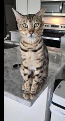 Lost Male Cat last seen Backyard, Bradenton, FL 34208