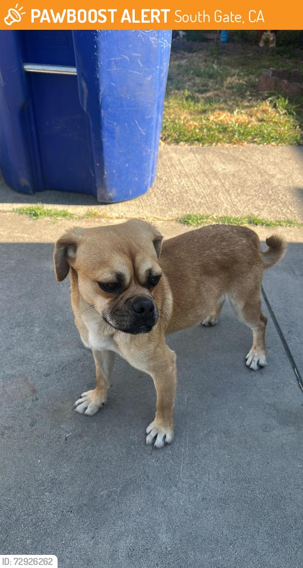 Found/Stray Male Dog last seen Otis and Duane , South Gate, CA 90280
