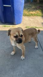 Found/Stray Male Dog last seen Otis and Duane , South Gate, CA 90280