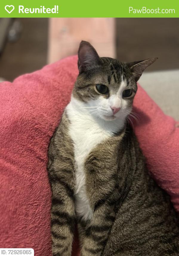 Reunited Male Cat last seen Stoneleigh and Lakemont Drive, Mansfield, TX 76084