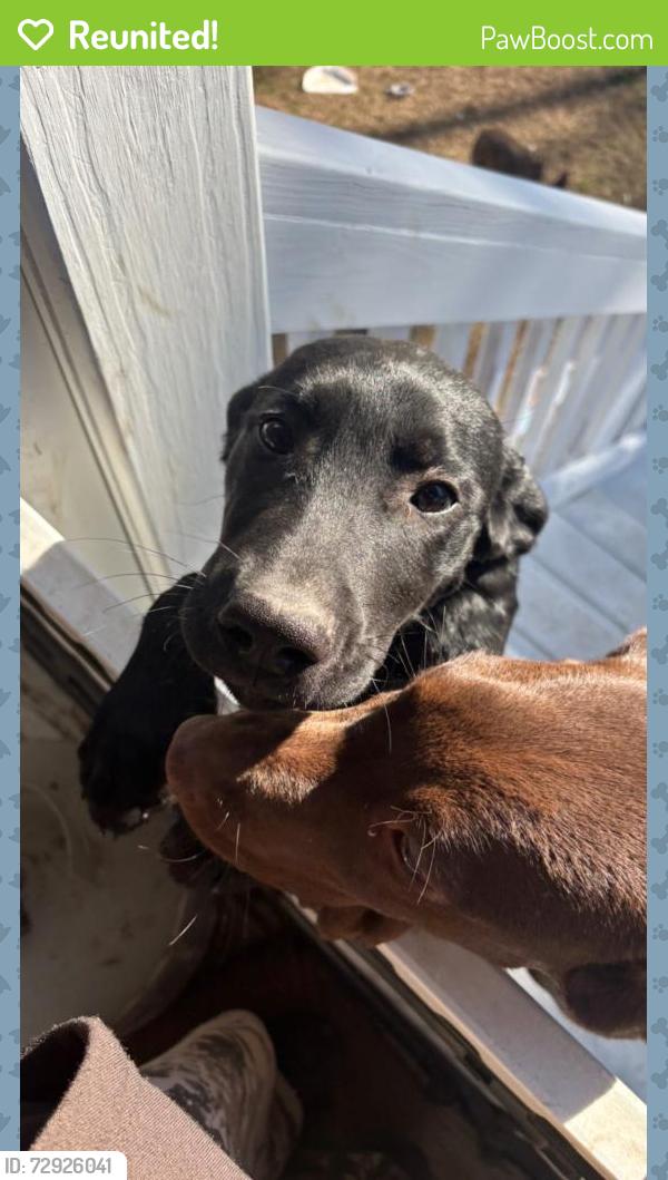 Reunited Male Dog last seen Angier av and jones circ, Durham, NC 27703