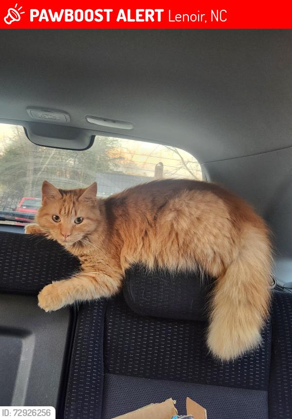 Lost Female Cat last seen Cottrell Hill Rd, Sunrise Circle, Severt Circle, Lenoir, NC 28645