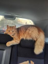 Lost Female Cat last seen Cottrell Hill Rd, Sunrise Circle, Severt Circle, Lenoir, NC 28645