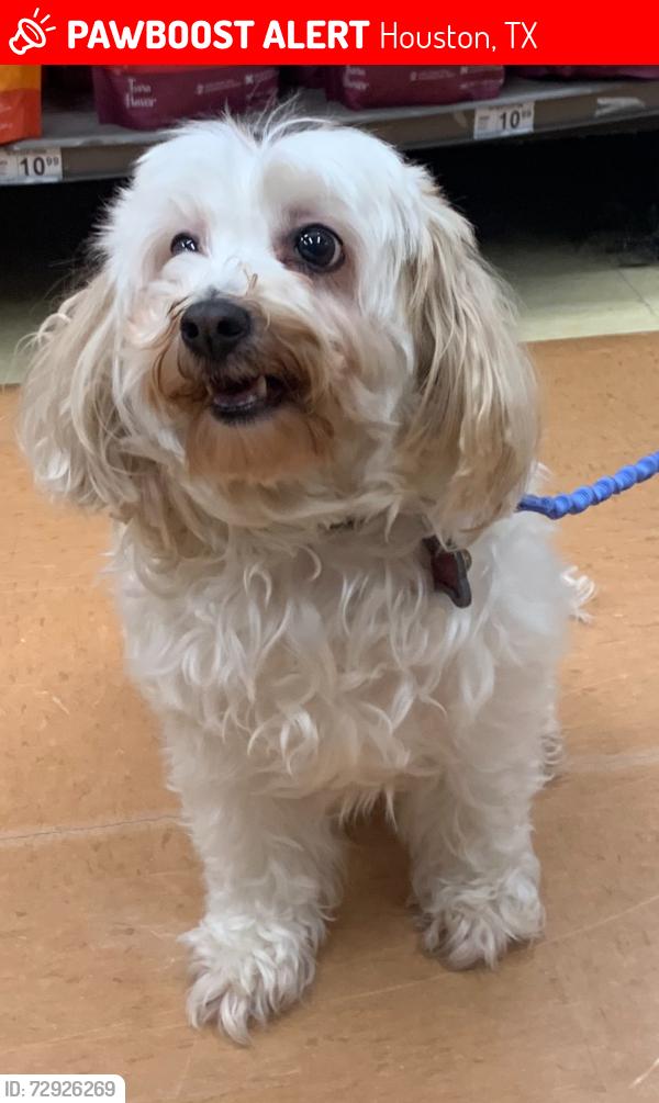 Lost Female Dog last seen Havner and Bently, Houston, TX 77093