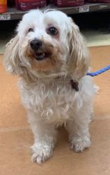 Lost Female Dog last seen Havner and Bently, Houston, TX 77093