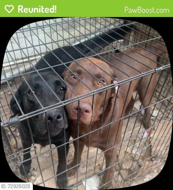 Reunited Male Dog last seen Angier av and jones circ, Durham, NC 27703