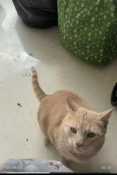 Lost Male Cat last seen Pleasnte valley road with Aiken trl , Sachse, TX 75048