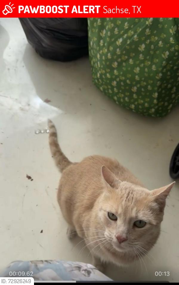 Lost Male Cat last seen Pleasnte valley road with Aiken trl , Sachse, TX 75048