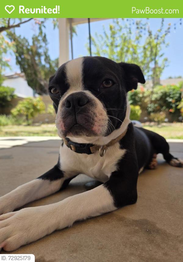 Reunited Male Dog last seen Palmetto Dr, Palmdale, CA 93551, USA, Palmdale, CA 93551
